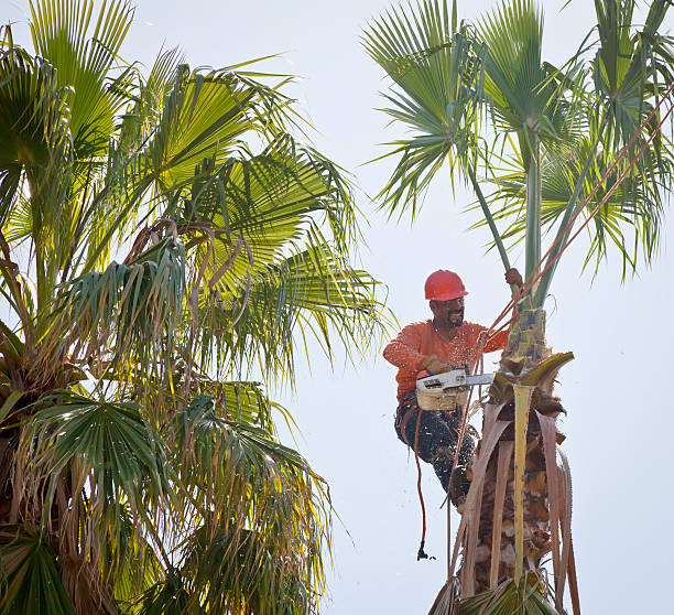 Best Tree Preservation Services  in USA